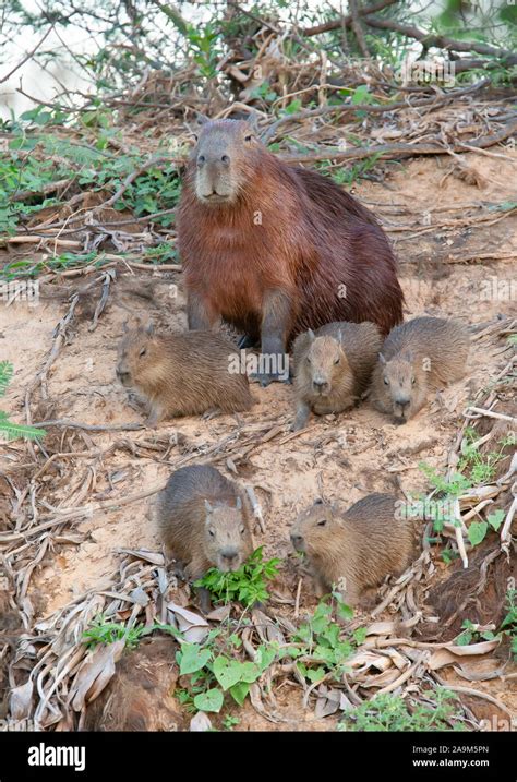 Capybara baby hi-res stock photography and images - Alamy