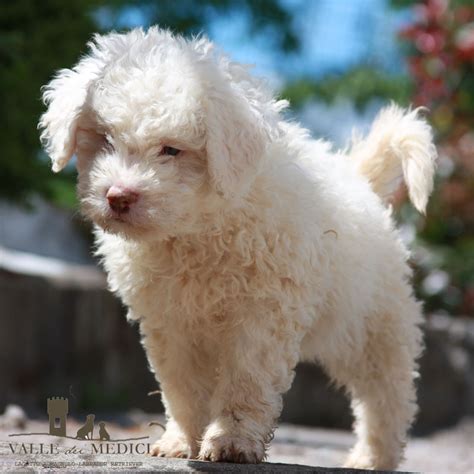 Allevamento Lagotto Romagnolo Cuccioli Valle Dei Medici