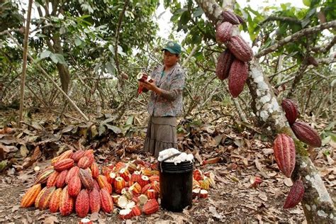 Hay Gran Entusiasmo Y Optimismo En Cacaoteros Por Buen Precio De La