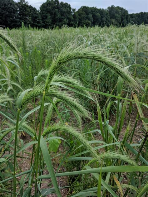 Canadian Wild Rye Grass