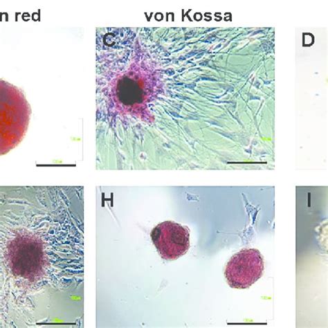 Photomicrographs Of At Mscs A And Bm Mscs B After 5 Days Of Culture Download Scientific