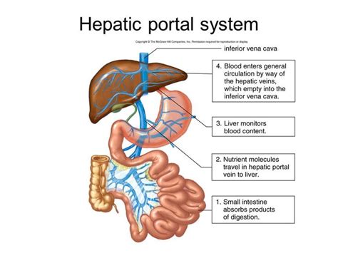 Image Result For Hepatic Portal System Portal System Anatomy And