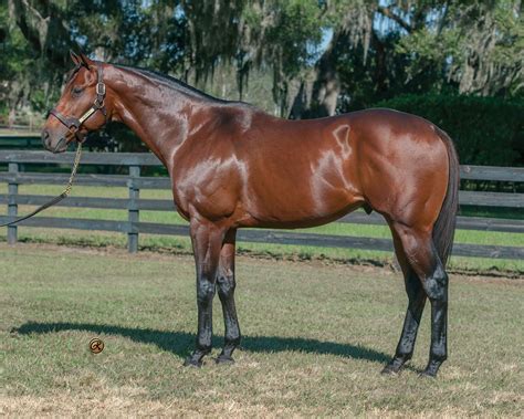 The Big Beast Ocala Stud Thoroughbred Stallion Farm Thoroughbred