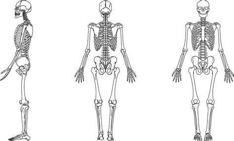 Ossos Para Colorir Anatomia Ossos Para Colorir Imagens Para Colorir