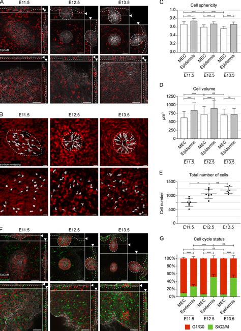 Mammary Rudiments Are Characterized By Low Level Of Cell Proliferation