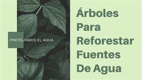 Details Rboles Para Reforestar Fuentes De Agua Abzlocal Mx