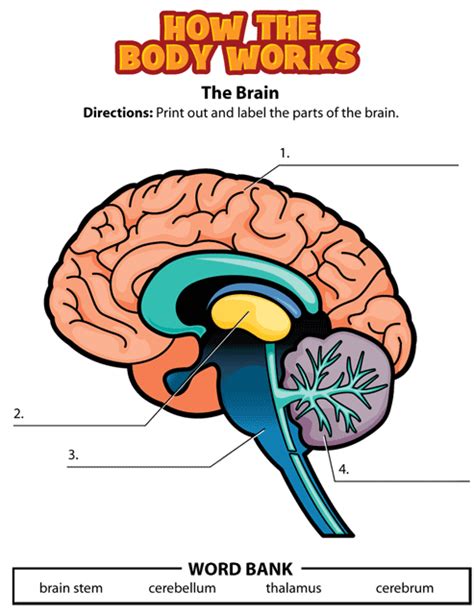 21 Nervous System Activities For Middle School Teaching Expertise