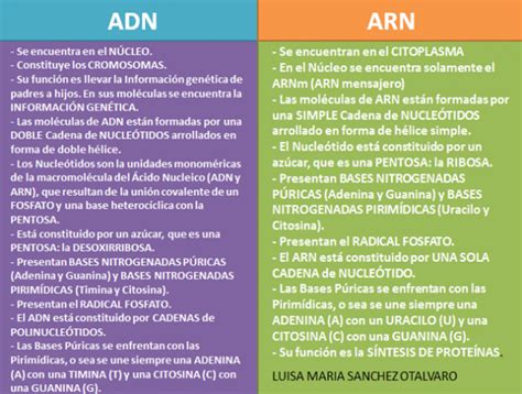 Cuadro Comparativo Entre ADN Y ARN Cuadro Comparativo