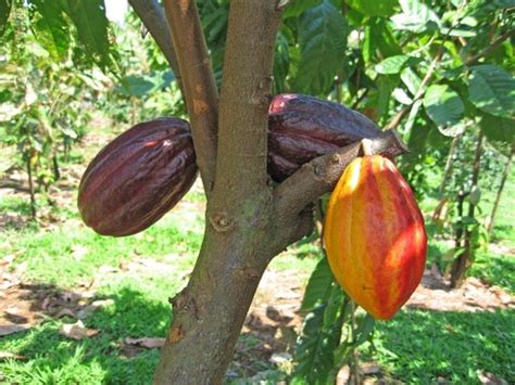 Agroteknologi Umg Budidaya Tanaman Kakao Theobroma Cacao L