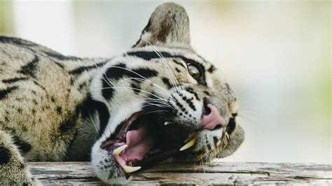 Clouded Leopard Fact Sheet Blog Nature Pbs