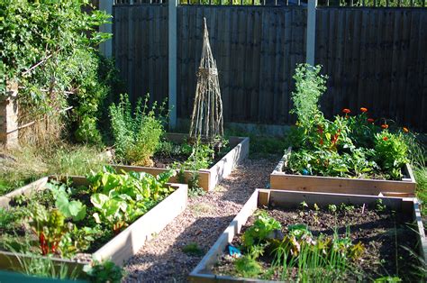 kitchen garden  bright blooms