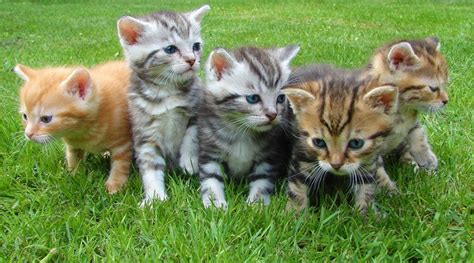 What To Expect When Adopting a Kitten or Cat - AvoDerm