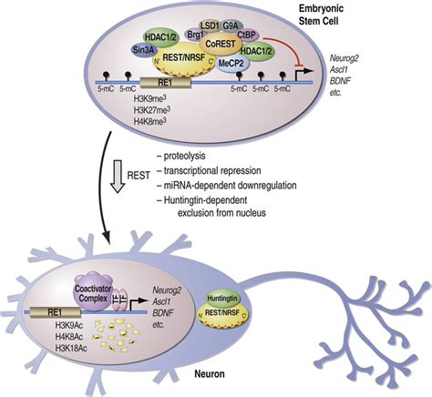 Schematic Model Of Regulation Of Gene Expression By Rest Nrsf