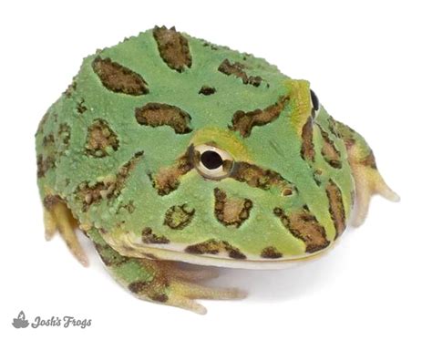 Peppermint Pac Man Frog Ceratophrys Cranwelli Captive Bred