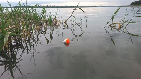 Pescaria De Tucunare E Oscar Incr Vel Ver A Boia Afundar Encontrei O