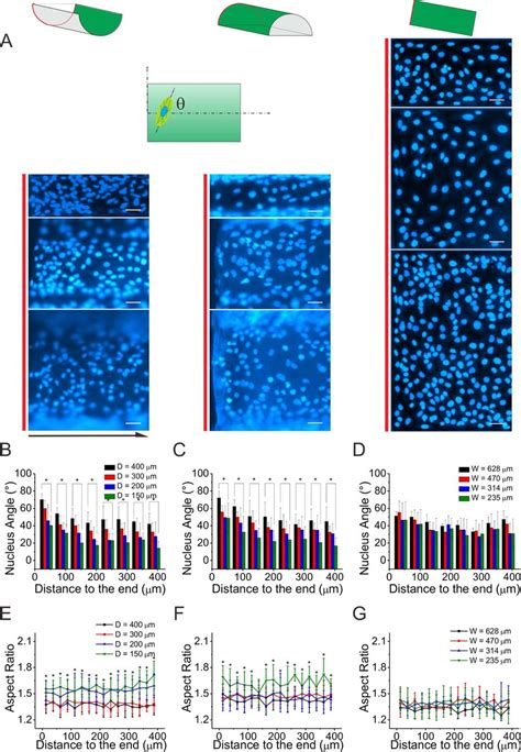 Orientation And Polarization Of Nucleus On The Semi Cylindrical