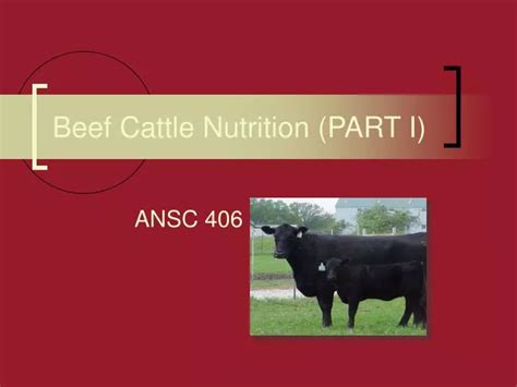 Ppt Beef Cattle Nutrition Part I Powerpoint Presentation Free Download Id 1699338