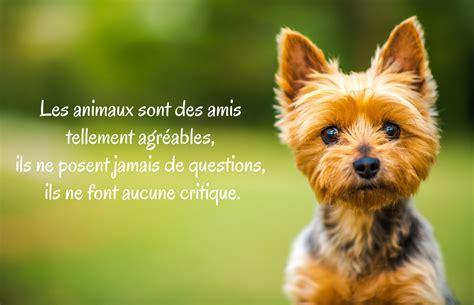 Citations Animaux Joliecarte