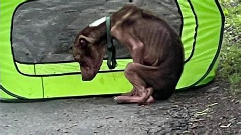 Animal Abuse Dogs Starving