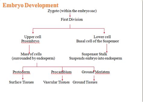 Embryo and endosperm development