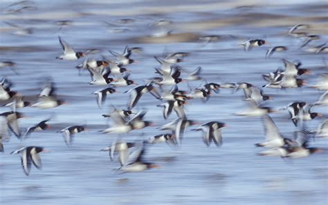 How to Photograph Flocks of Birds | Nature TTL