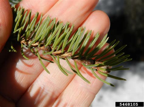 White Spruce Picea Glauca Moench Voss