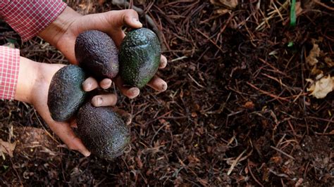 ¿cómo Sembrar Una Semilla De Aguacate En Tierra