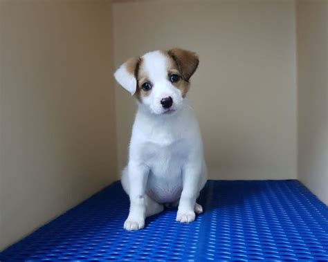 Grazia Corrotto Vuoto Jack Russell Regalo Correlare Impermeabile Influenza