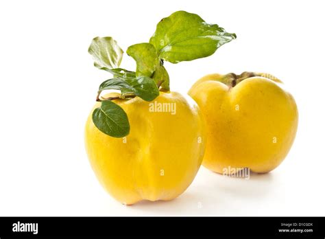 quince  res stock photography  images alamy