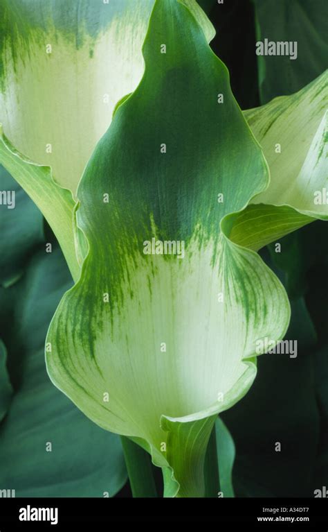 Zantedeschia Aethiopica Green Goddess Arum Lily Hi Res Stock