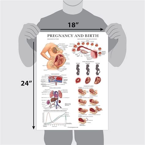 Pregnancy and Birth Anatomy Poster - Anatomical Chart of Pregnant