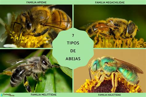 7 Tipos De Abejas Nombres Características Y Fotos