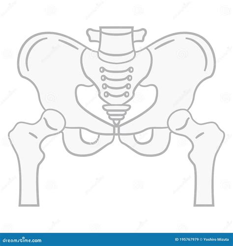 Flat Illustration Of The Pelvis Cartoon Vector CartoonDealer