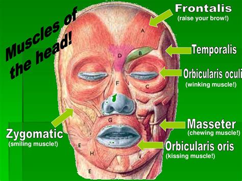 Speech Less Anatomy And Physiology Here To Pump You Up Ppt Download