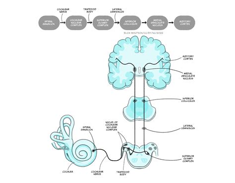 Perceiving Sound Our Sense Of Hearing Introduction To Biological