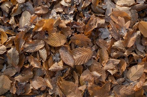 Premium Photo Top View Background Of Brown Old Fallen Leaves Lie On