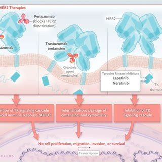 Recent Developments in HER2-Directed Therapy in Breast Cancer