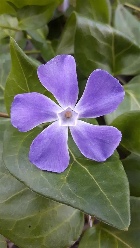 Flower Periwinkle Nature Free Photo On Pixabay Pixabay