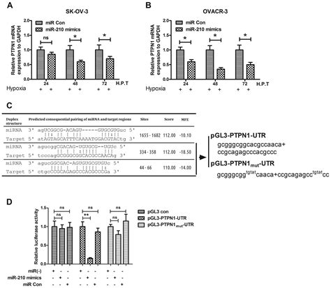 Hypoxia Induced Mir 210 In Epithelial Ovarian Cancer Enhances Cancer