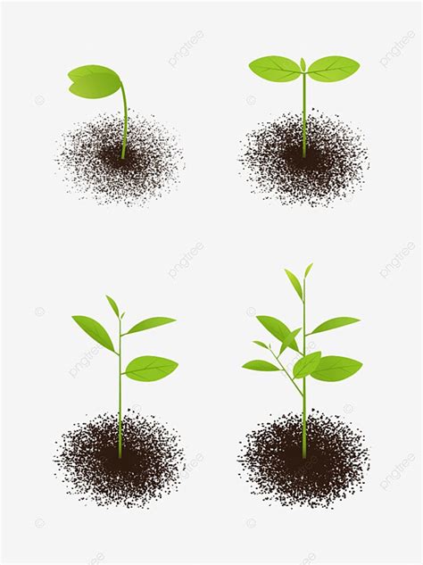 Elementos Del Proceso De Crecimiento De Las Plántulas De Plantas