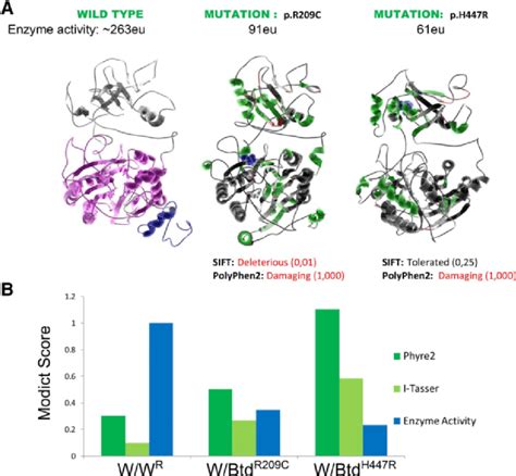 D Models Of Wildtype And Mutated Biotinidase A D Biotinidase Model