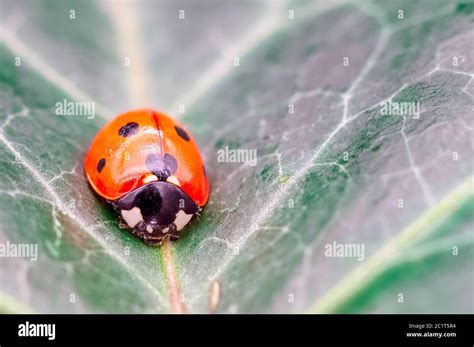 Coccinella Septempunctata Known As Seven Spot Ladybird Seven Spotted