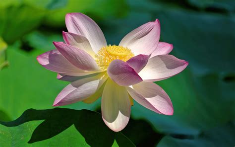 872607 4k Lotus Flower Closeup Pink Color Rare Gallery Hd Wallpapers