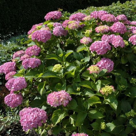 Гортензия крупнолистная Букет Роз купить по цене в Москве в садовом ...