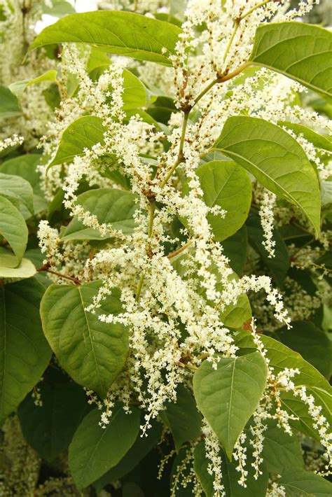 🏡 What Plants Can Be Mistaken For Japanese Knotweed