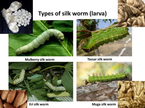 lecture  types  silk wormpptx