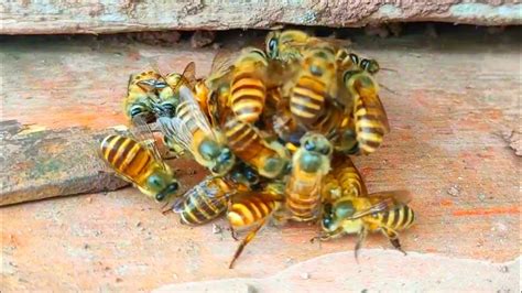 Honeybee How To Kill Giant Murder Hornetbees Kill Vespa Mandarinia