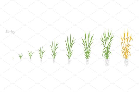 Barley plant growth stages | Illustrations ~ Creative Market