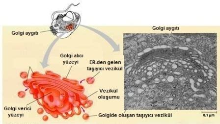 B Yoloj Dura I H Cre S Toplazma Ve Organeller