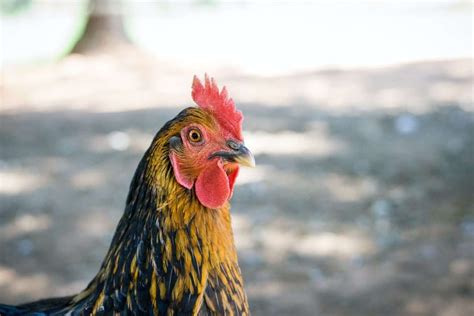 Black Star Chickens - A Hardy and Excellent Laying Breed. - My Chicken ...